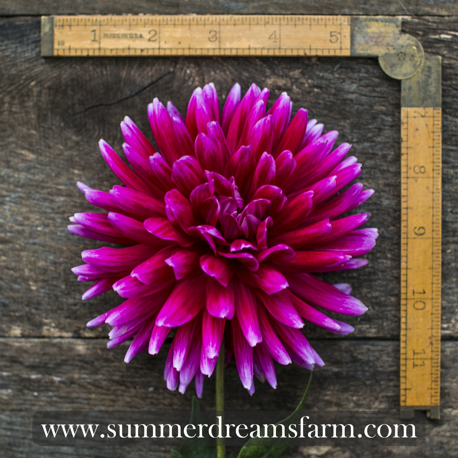 Dahlias by Color - Red — Dahlia | SummerDreamsFarm